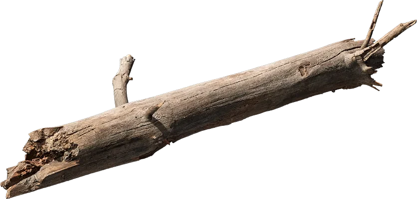 broken tree branch 001 — Скачать
