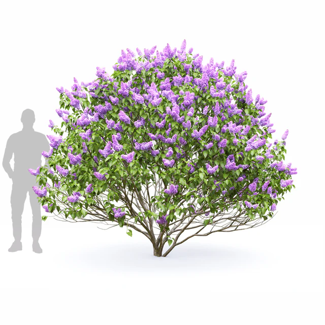 Syringa vulgaris — Скачать