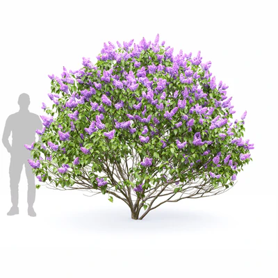 Syringa vulgaris — Вид 4
