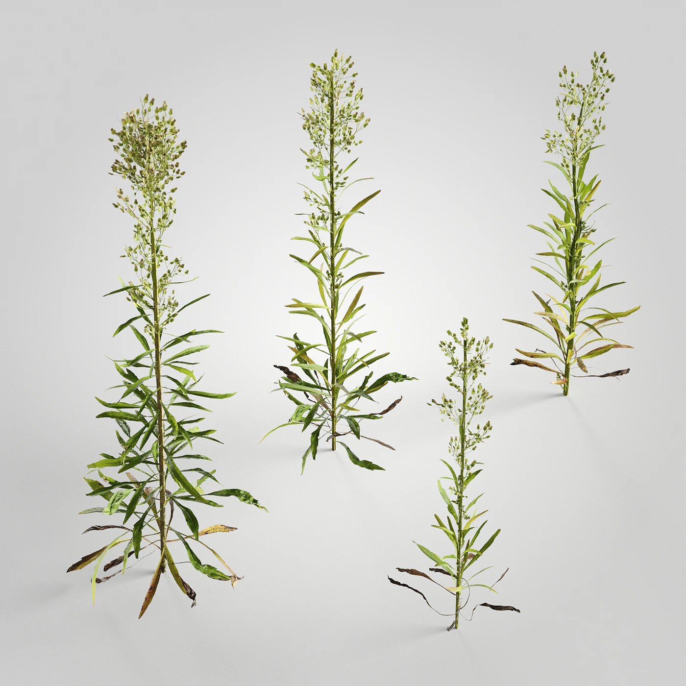 plants and weeds 009 — Скачать