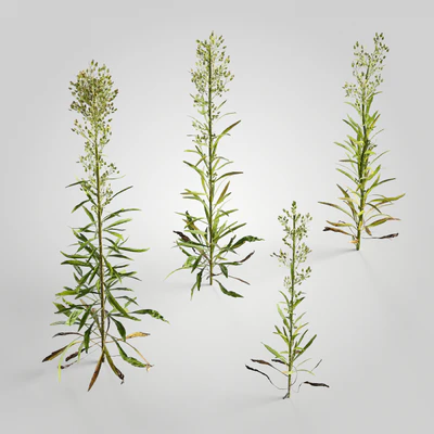 plants and weeds 009 — Скачать