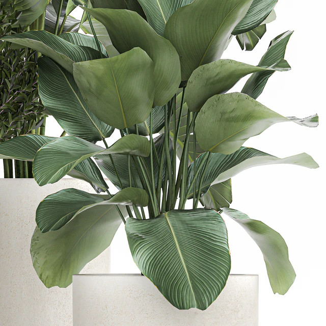 Collection of plants in outdoor pots from white pampas grass, tree, banana, Calathea lutea. 1095. — Descargar