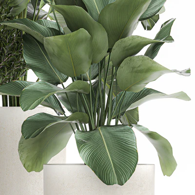 Collection of plants in outdoor pots from white pampas grass, tree, banana, Calathea lutea. 1095. — Ver 5