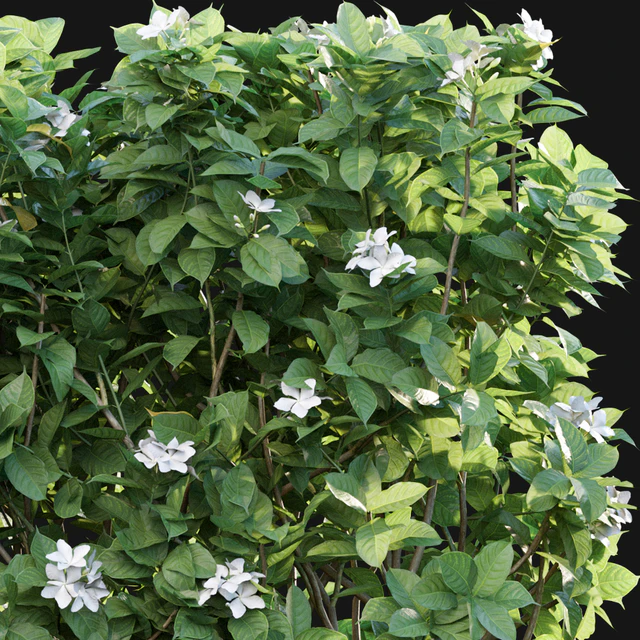 Tabernaemontana divaricata - Crape jasmine - 03 — Descargar