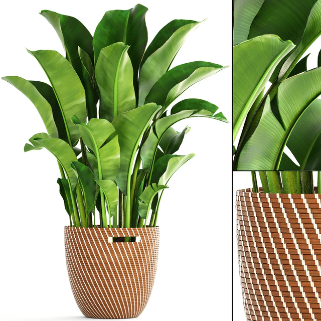Banana palm, банановая пальма, корзина, ротанг, декоративная, комнатная, интерьерная, горшок, куст, стрелиция — Скачать