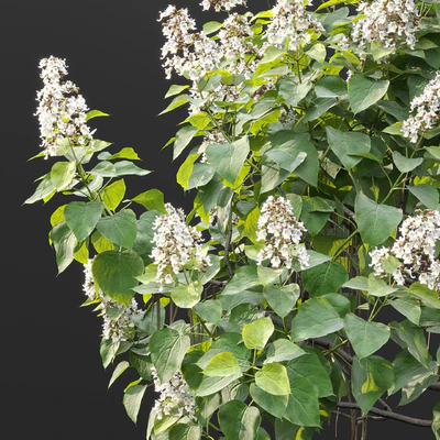 Catalpa #1 — Ver 7