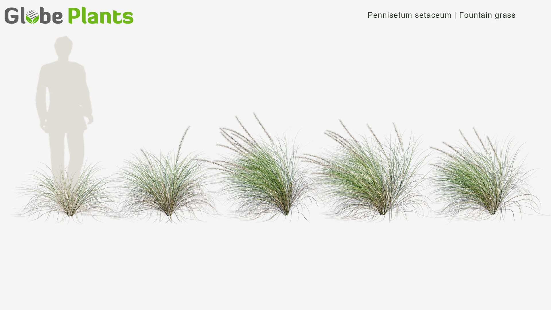pennisetum setaceum — Скачать