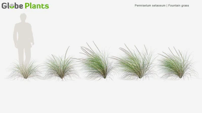 pennisetum setaceum — download