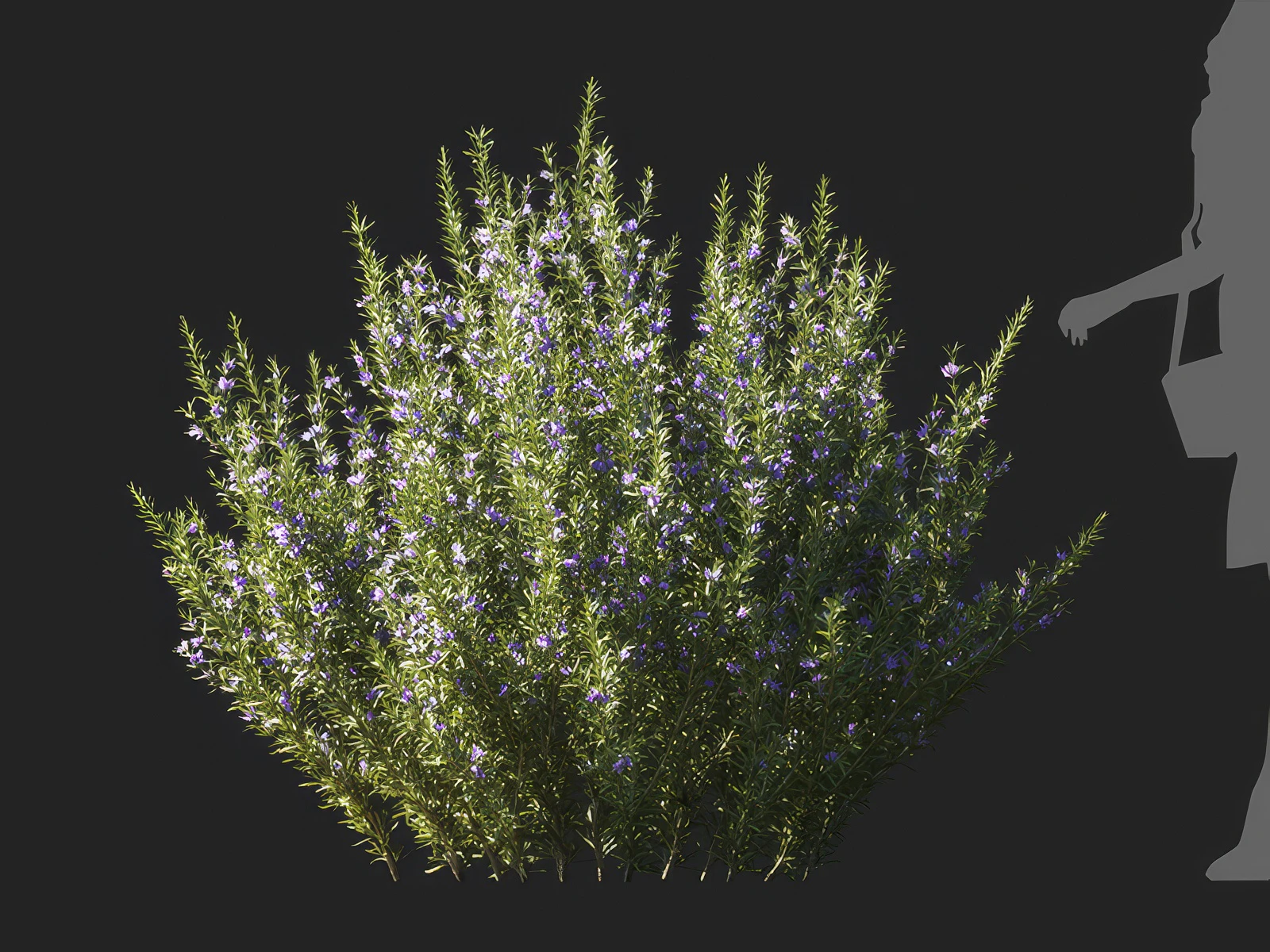 salvia rosmarinus 002 — Скачать