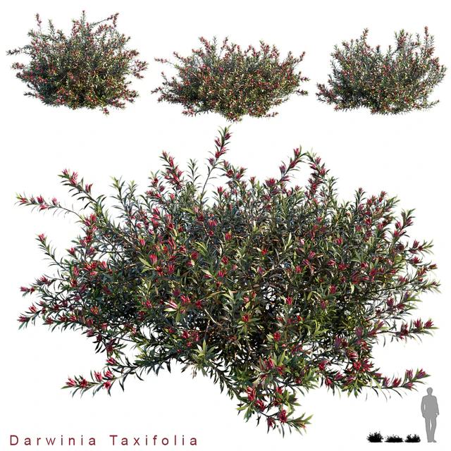 Darwinia Taxifolia — Descargar