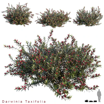 Darwinia Taxifolia — Ver 1