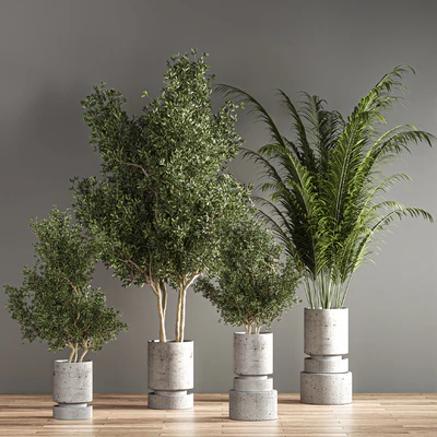 indoor plant set 14 — Вид 6