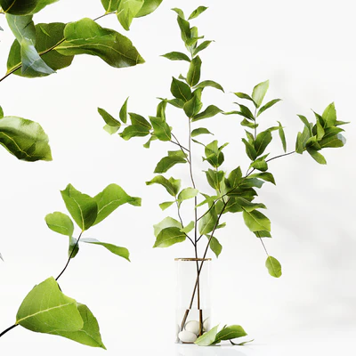 Collection Indoor Plants 058 — Ver 6