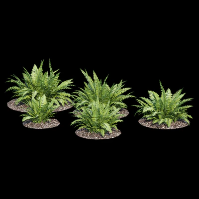 Fern bush — Ver 4