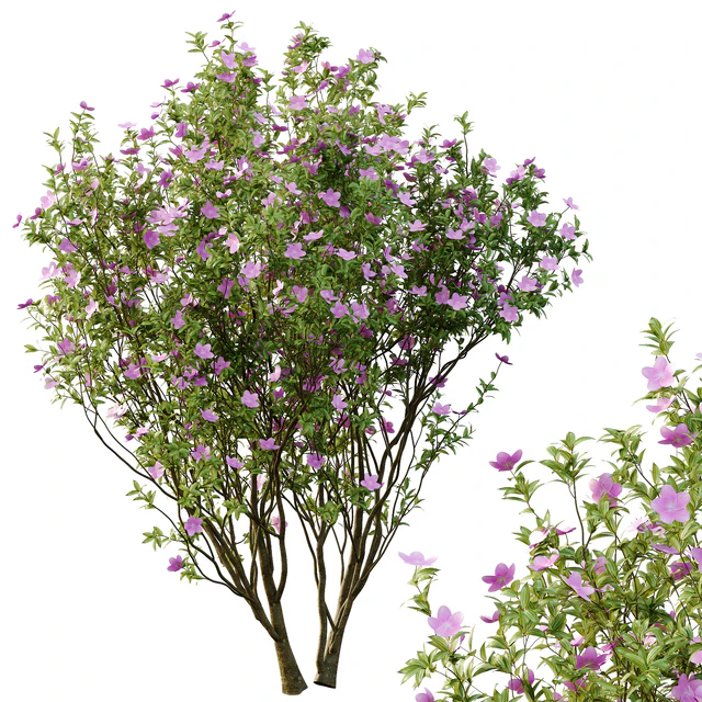 Tibouchina Semidecandra Tree06 — Download
