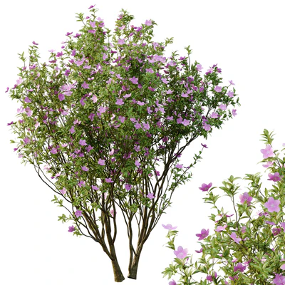 Tibouchina Semidecandra Tree06 — download