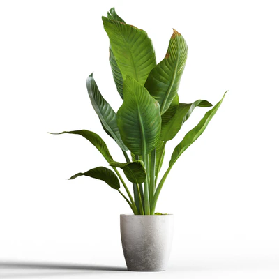 Banana palm — Ver 2