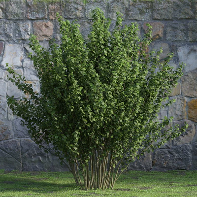 plants and bushes 041 — Descargar
