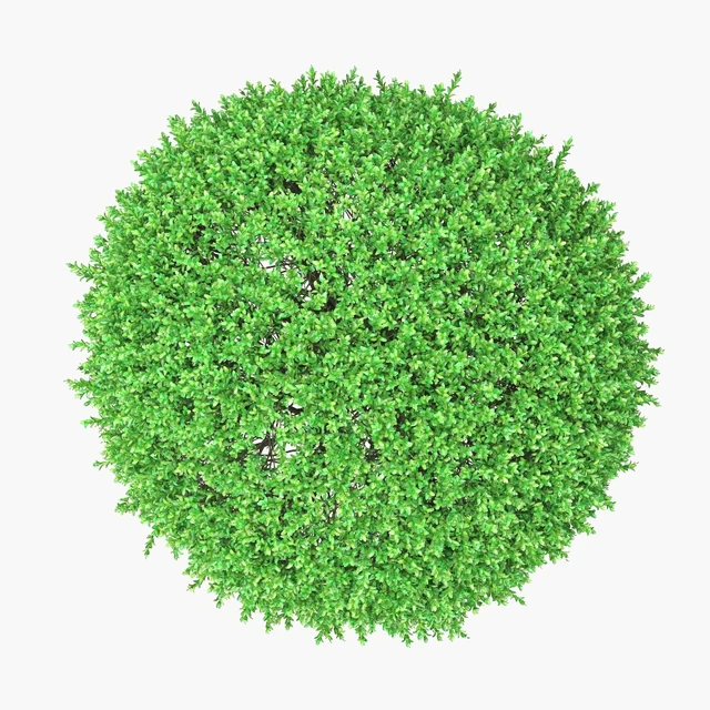 Large round boxwood bushes — Descargar