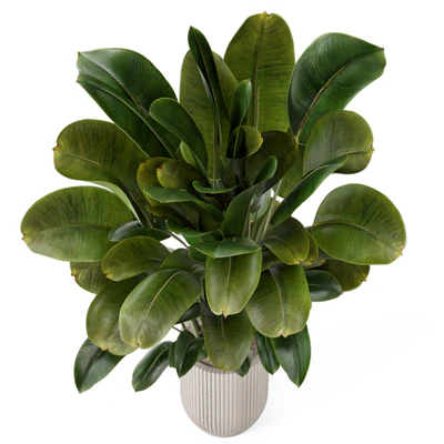 Indoor Plants  in Handmade Stone Pot - Set 1850 — Вид 4