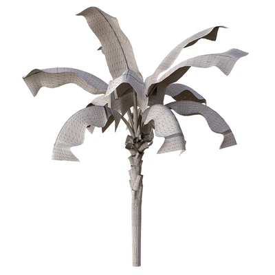 banana palm — Ver 5