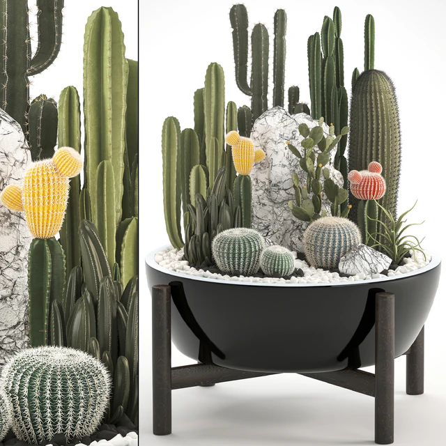 Plant collection 305. Cactus set, cacti, round cactus, flower bed, japanese, cereus, Barrel cactus, desert plants, Prickly pear — Descargar