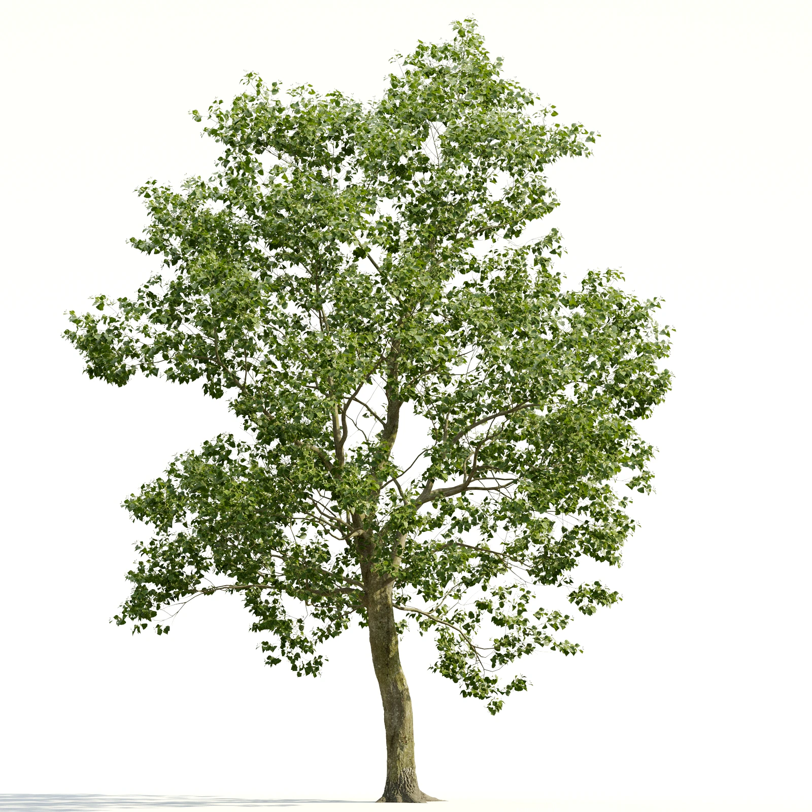 trees and barks 021 — Descargar