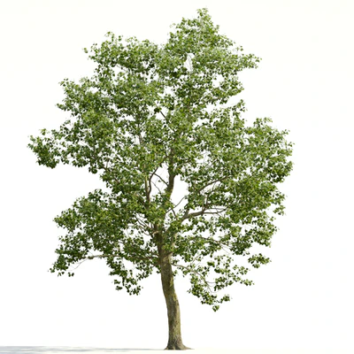 trees and barks 021 — Descargar