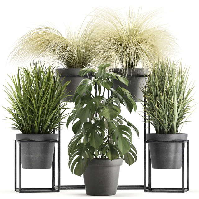 Plant collection 316. Grass, tussock, monstera, pot, flowerpot, indoor, small, flower stand, bush, outdoor, concrete — Descargar