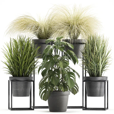 Plant collection 316. Grass, tussock, monstera, pot, flowerpot, indoor, small, flower stand, bush, outdoor, concrete — Ver 1