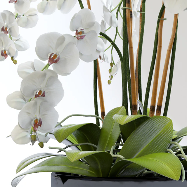 Orchid 2 — Descargar