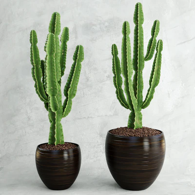 Cactus | Euphorbia ingens — Ver 1