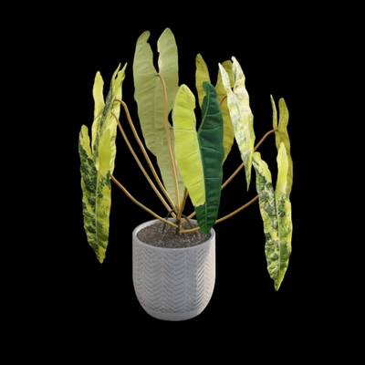 Philodendron billietiae - Croat — Вид 7