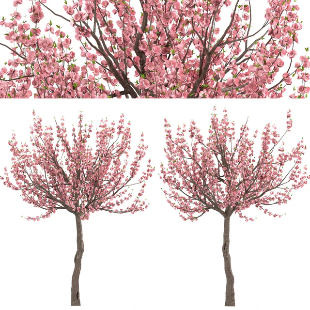 Set of Prunus Triloba Trees (Flowering Almond) (2 Trees) — Descargar