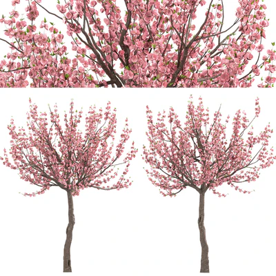 Set of Prunus Triloba Trees (Flowering Almond) (2 Trees) — Ver 4