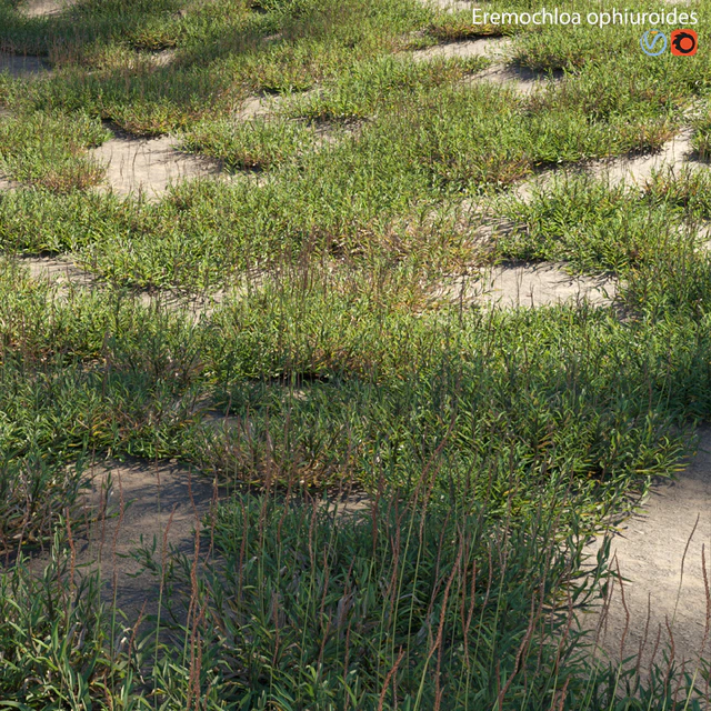 Eremochloa ophiuroides - wild — Descargar