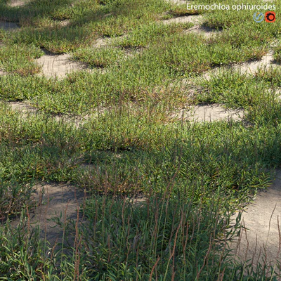 Eremochloa ophiuroides - wild — Ver 5