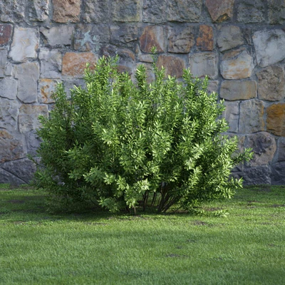 plants and bushes 023 — Descargar