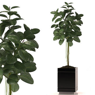 RUBBER PLANTS 22 — Ver 1