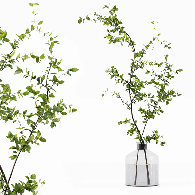 Collection Indoor Plants 015 — Descargar