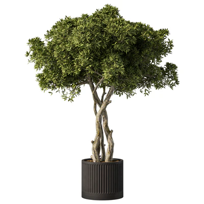 Indoor Plant Set.106 — Ver 1