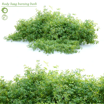 Rudy haag burning bush — Вид 1