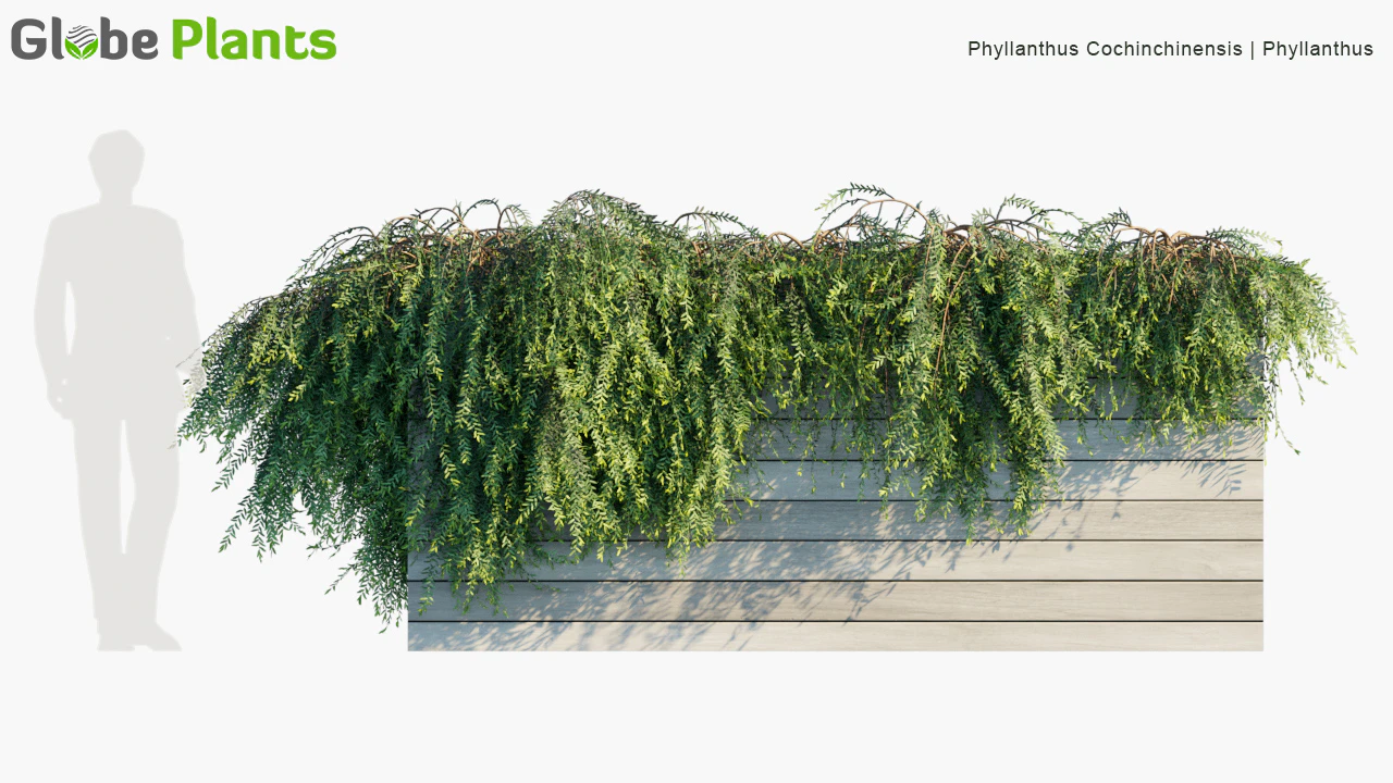 phyllanthus cochinchinensis — Download