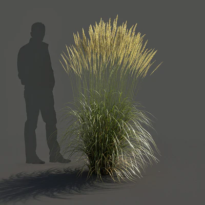 Feather Reed Grass - Calamagrostis acutiflora - High — Вид 2