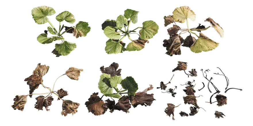 ground cover 002 — Скачать