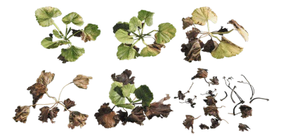 ground cover 002 — Скачать