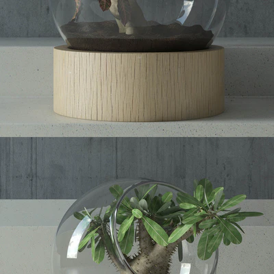 plant in glass — Ver 2