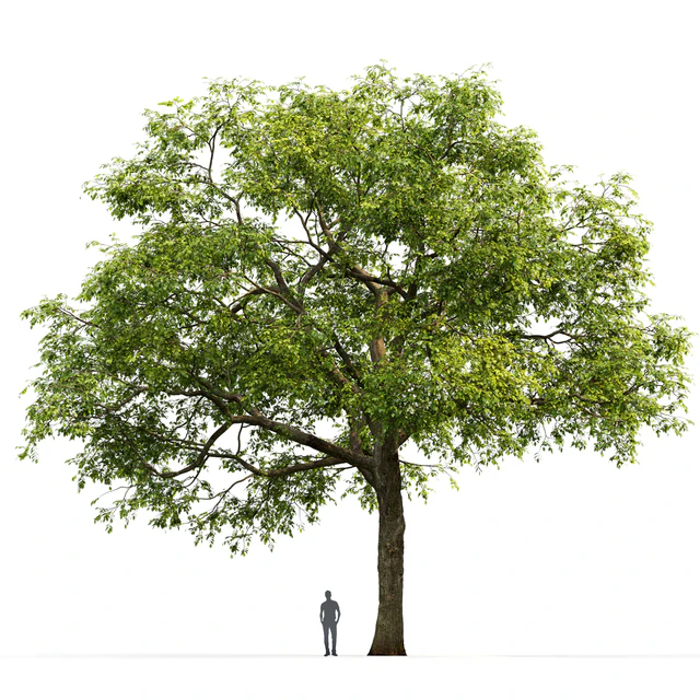 Ulmus — Скачать