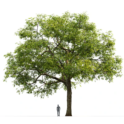 Ulmus — Вид 3