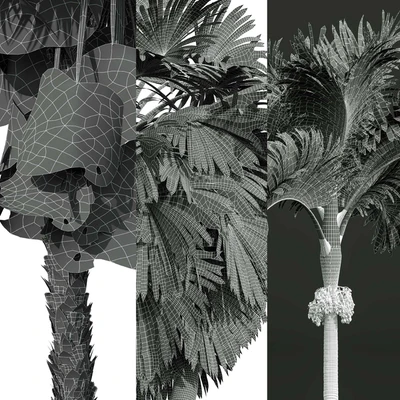 Acoelorrhaphe Wrightii and Borassus Flabellifer and Areca Catechu Decorative Garden Fruit — Ver 6
